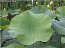 American Lotus Leaves